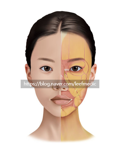  [Facial Aging Illustration] 얼굴 노화의 해부학적 변화 – 메디컬 일러스트 작업기