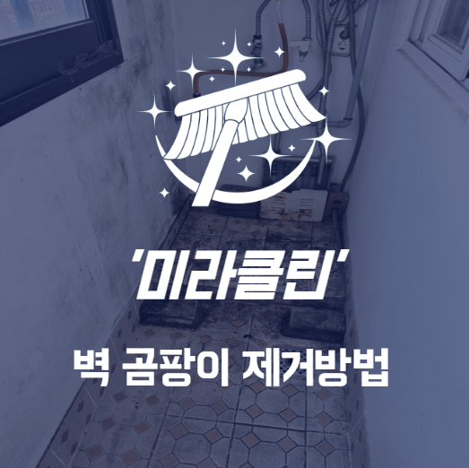  벽 곰팡이 제거방법 청소업체는 이렇게 청소해요.