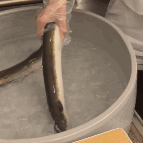  [압구정/신사] 하이엔드 장어 전문 룸식당 더일(THE EEL) 갯벌 장어 코스 후기