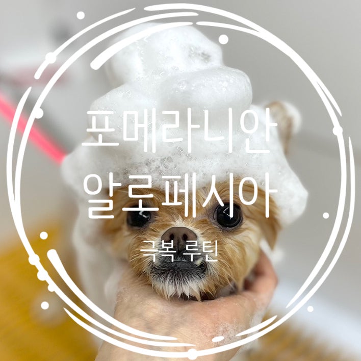  젤리살롱: 포메 알로페시아 초기증상과 극복 루틴(테구스미, 리꼬르소 실키 미스트, 오메가3)