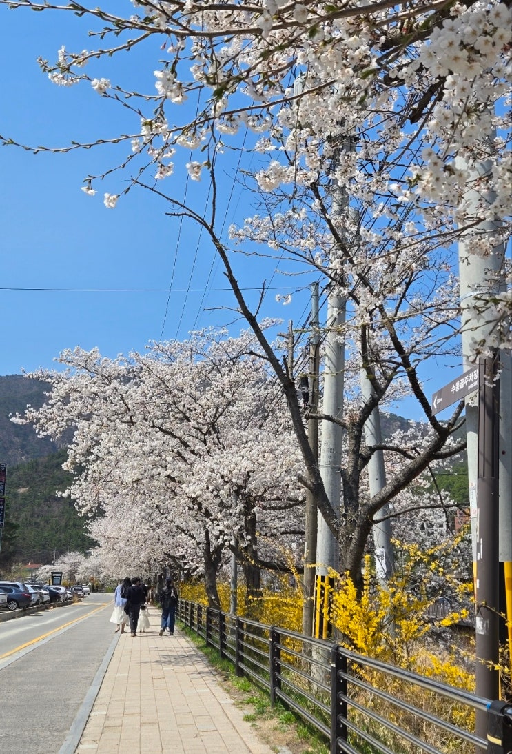  대전 수통골 벚꽃 개화현황