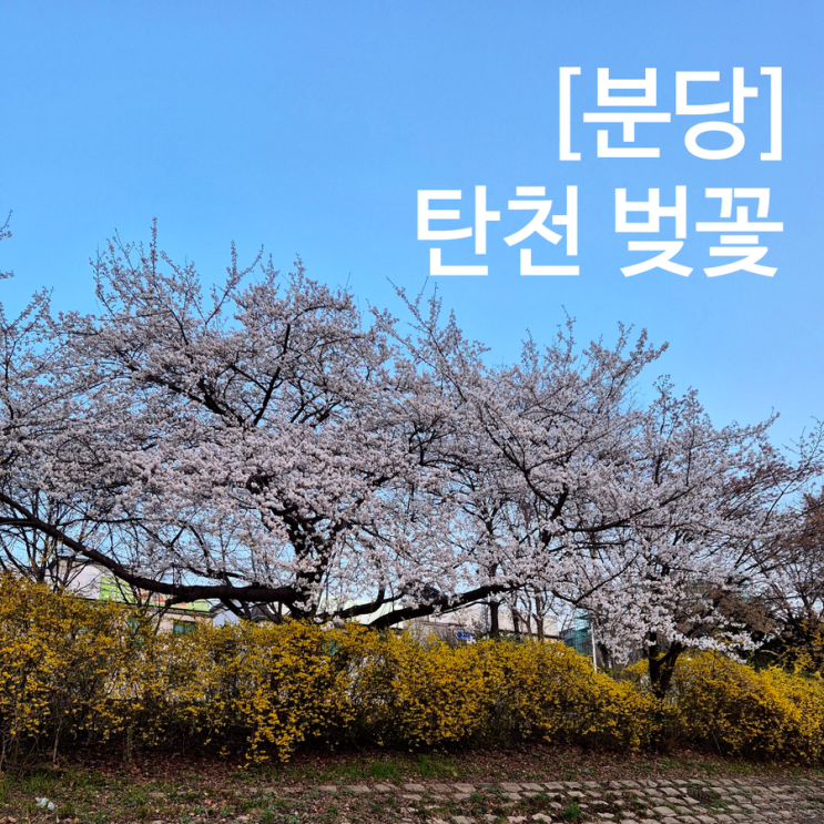  분당 탄천 벚꽃 개화상황 어디가 많이 폈을까?