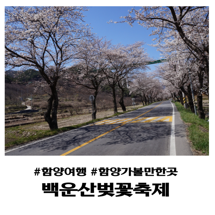  함양여행 백운산 벚꽃축제 현장 주변 볼거리 & 벚꽃길