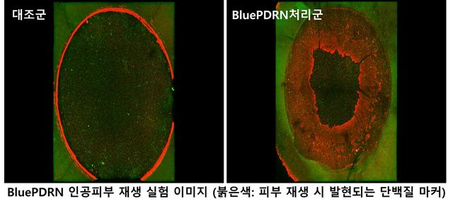  아모레퍼시픽, 미세조류 추출 물질서 피부재생 효능 발견