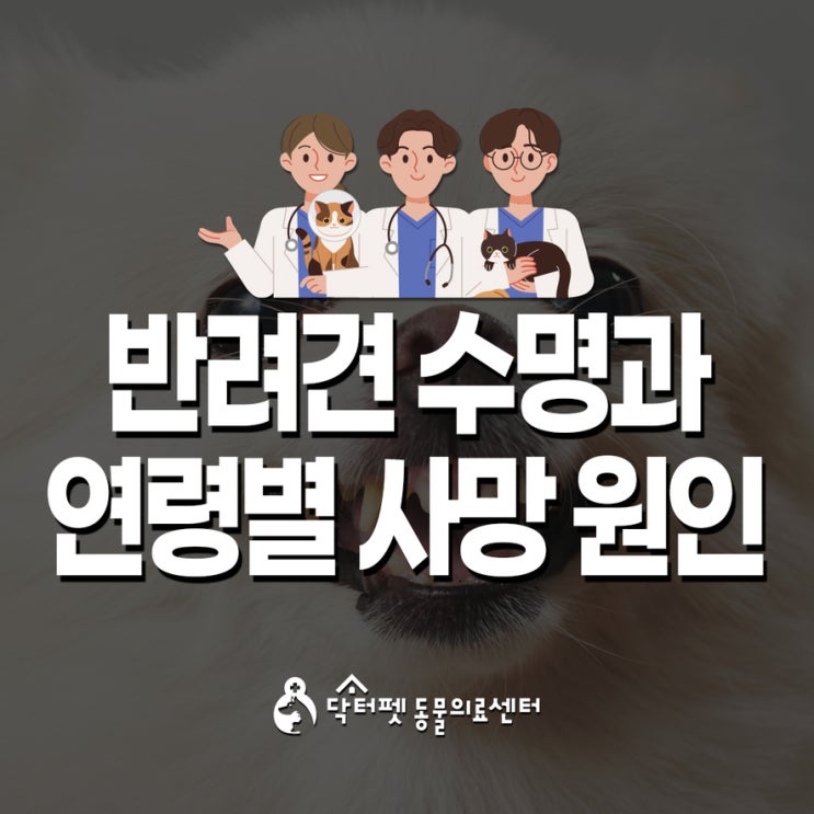  강아지 기대 수명 및 사망 원인 (부산 북구 반려견 동물병원 닥터펫동물의료센터)