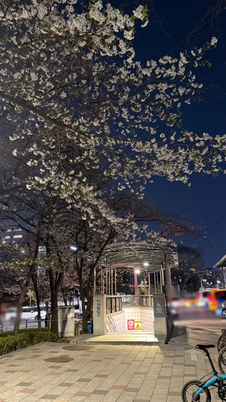 [서울 벚꽃 추천] 2025년 사람없는 벚꽃 핫플 피천득산책로 벚꽃현황