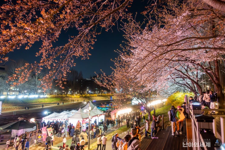  양재천 벚꽃 축제 데이트코스 개화시기 추천 후기!