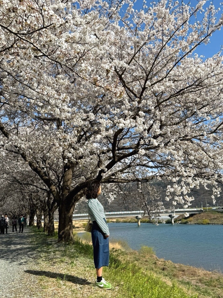  나만 알고 싶은 숨은 밀양 벚꽃 명소 용평동 밀양강