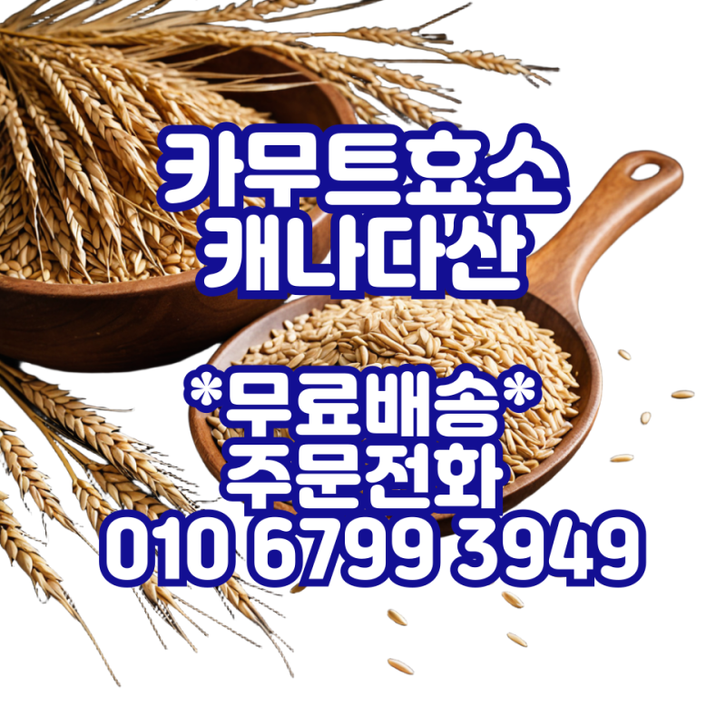 [자연이 준 선물] 고대 곡물, 카무트 효소 가루의 놀라운 효능과 섭취법 카무트효소 파는곳