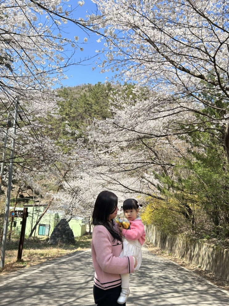  광주 벚꽃명소 지산유원지 광주 벚꽃 개화시기 알려드려요