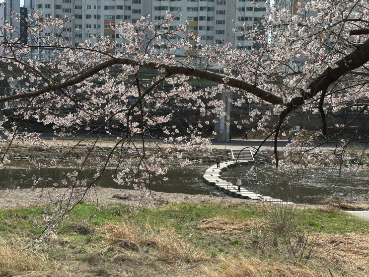  경기도 벚꽃 명소 걷기좋은길, 안양천 충훈부 벚꽃 둘레길