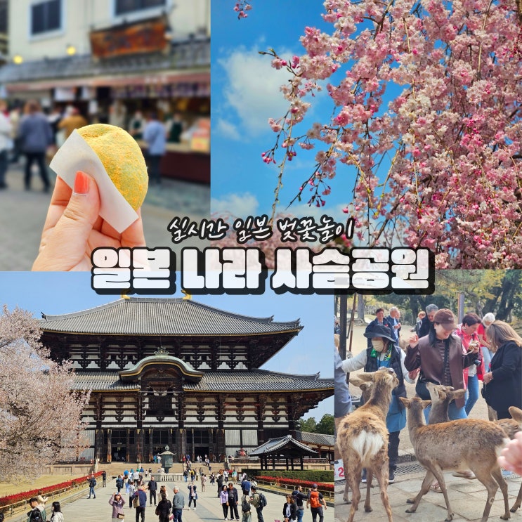  일본 벚꽃 여행 개화시기 실시간 나라 사슴공원 명소