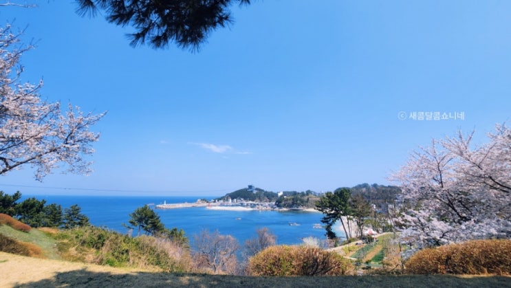  25년 4월 7일 삼척 용화-맹방-옥계 벚꽃 만개  상황 