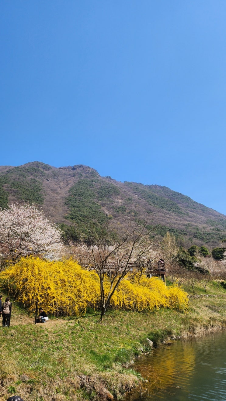  벚꽃시즌이 끝나기전에 화순 동구리호수공원