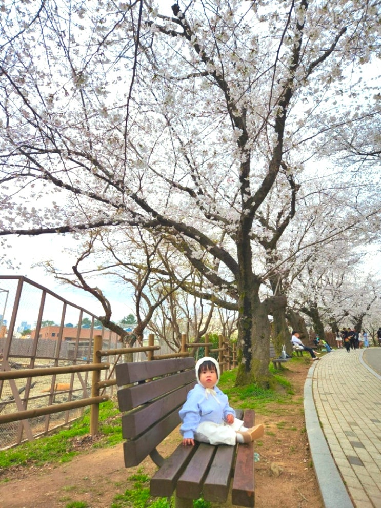  전주 동물원 벚꽃 명소 전주 아이랑 가볼만한 곳 전주동물원 벚꽃 후기