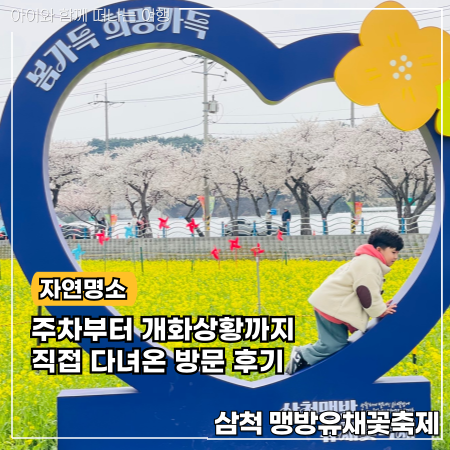  삼척 유채꽃 축제기간 주차장 개화상황까지