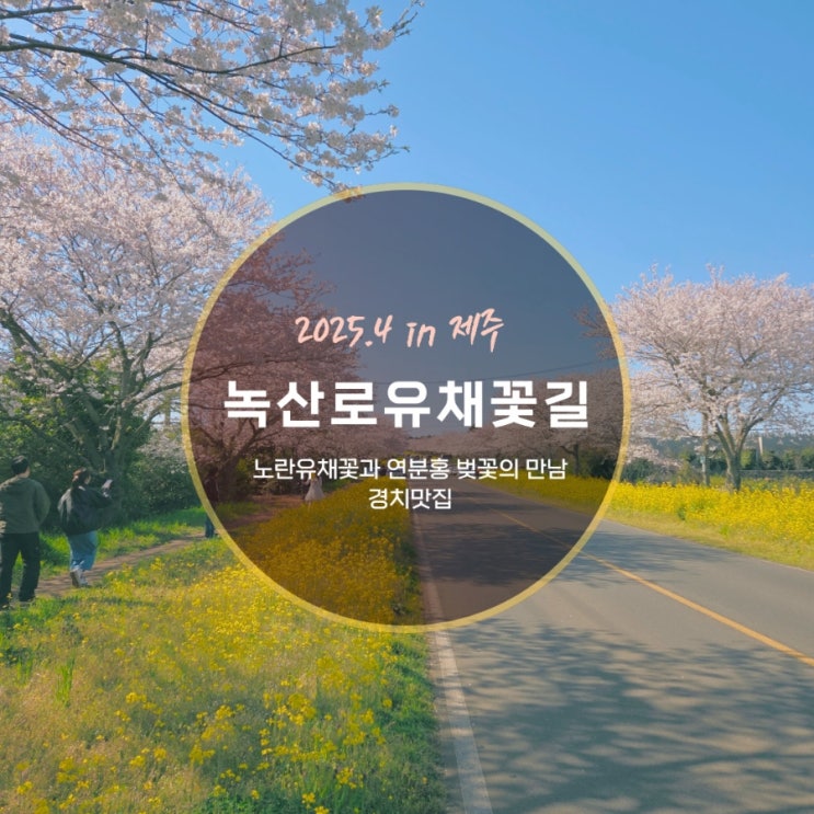  2025.04.06 제주 녹산로 유채꽃길 4월 실시간 개화 상황