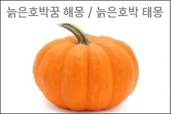  늙은호박꿈 해몽 늙은호박 태몽 참고하세요