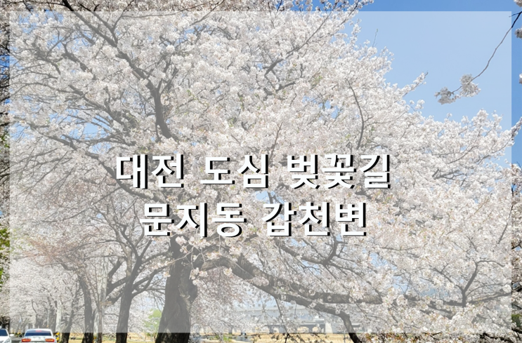  문지동 갑천변 벚꽃길_대전 도심에서 벚꽃 즐기기
