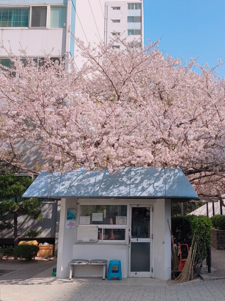  부산 벚꽃 명소 남천동 놀이터 벚꽃엔딩