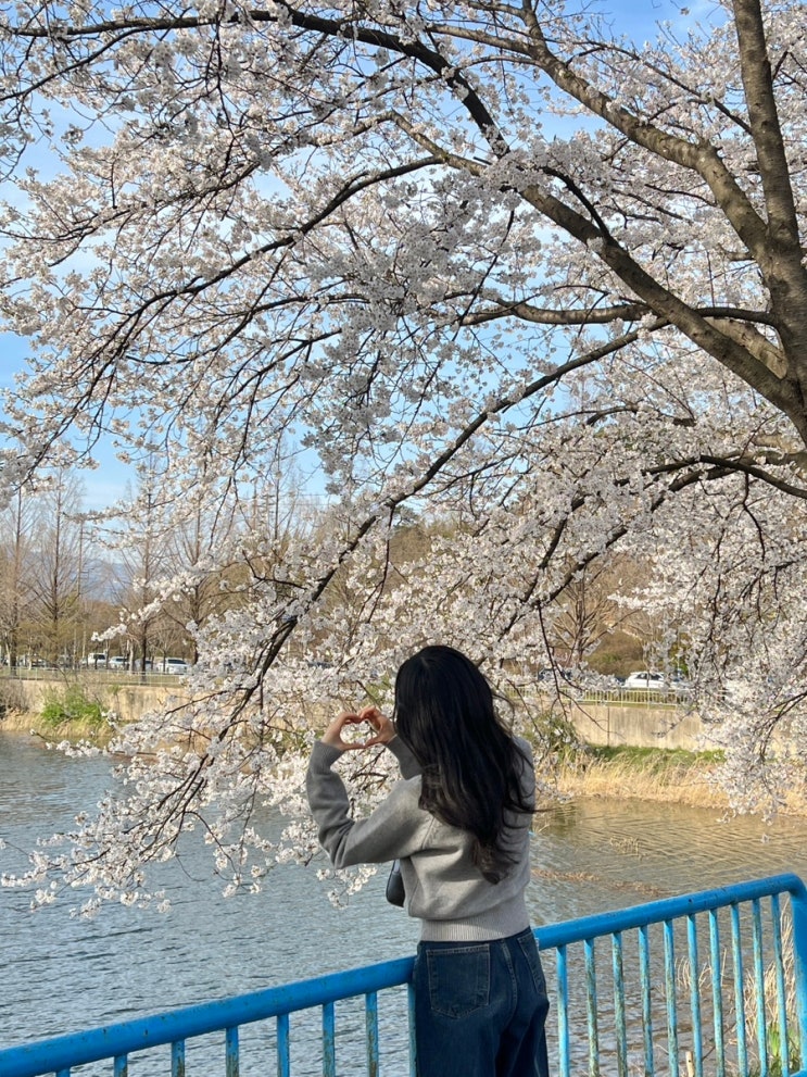  광주 패밀리랜드 벚꽃 명소 실시간 개화상황 + 우치공원 동물원