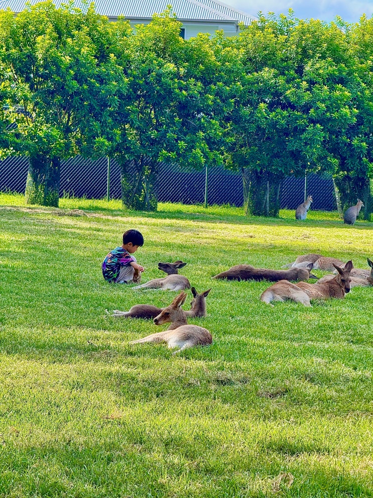  아이와 호주여행, 론파인 코알라 생츄어리(Lone pine Koala Sanctuary)