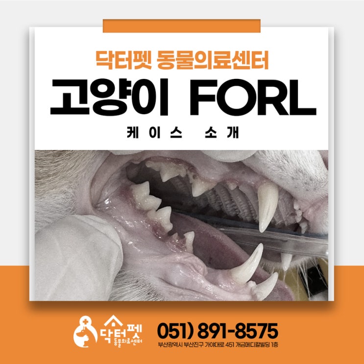  2살 코리안숏헤어 걱정되는 입냄새 (부산 고양이 구취 FORL 동물병원 닥터펫 치과방사선 치아흡수성병변)