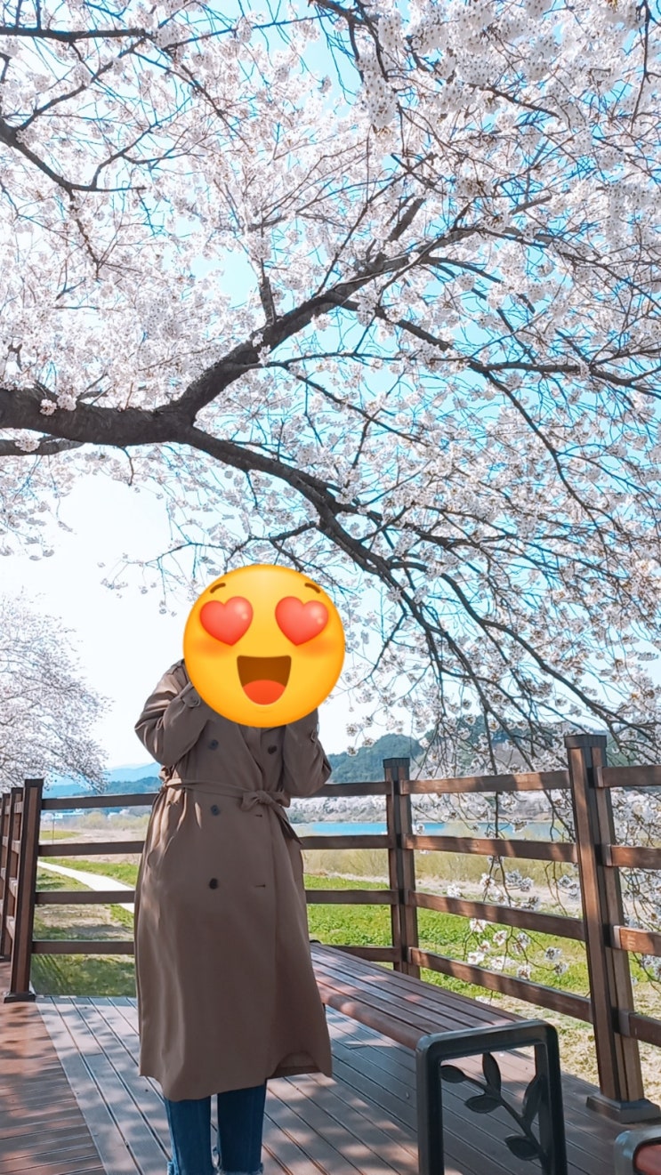  데이트 코스 울진 벚꽃길 명소 성류길과 카페 커피 로스터스, 방