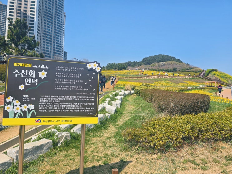  오륙도 수선화 개화 시작! 해맞이공원 꿀팁