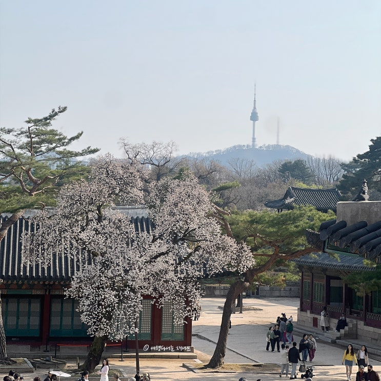  서울 안의 느린 여행 종로 벚꽃 명소 창경궁 산책