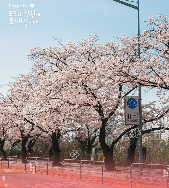  벚꽃 아래 '걷기 좋은 날', 여의도 어때요?