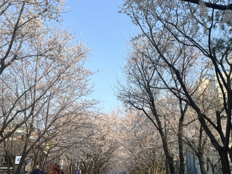  [서울 벚꽃] 경의선숲길 벚꽃 만개 실시간 정보
