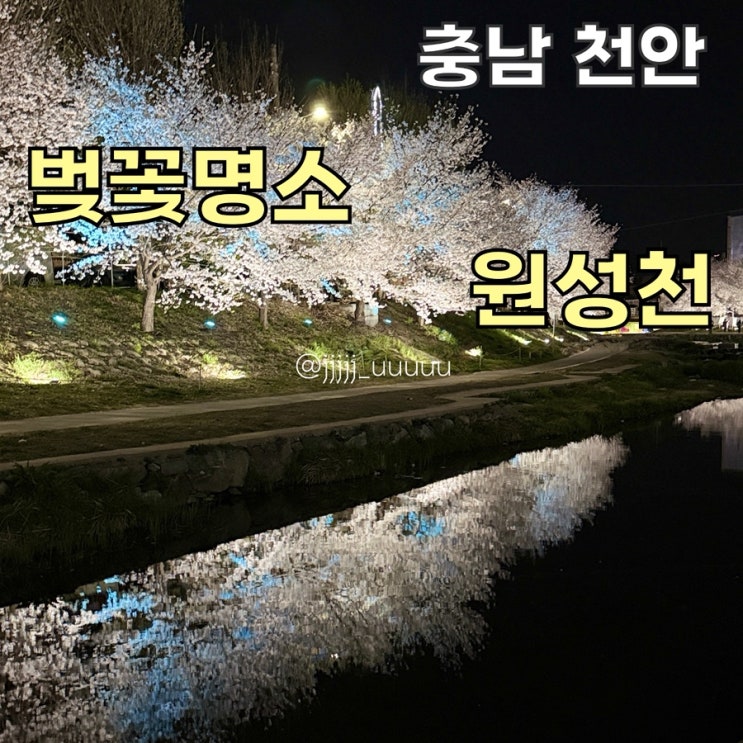  원성천 벚꽃 야경 4월7일 개화상황 원성천주차정보