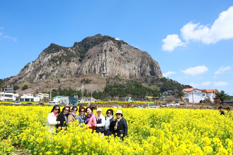  5월 6월 제주도관광은 전세버스대절로 기사포함 단독풀패키지 노쇼핑 노옵션여행 하세요