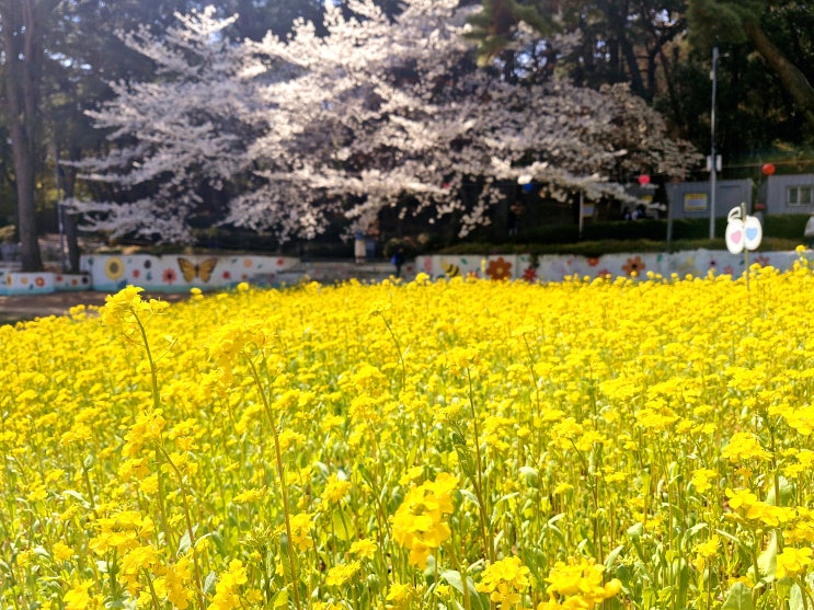  부산 동래 산책 금강공원 유채꽃 벚꽃 임진동래의총 주차장 케이블카 정보 등