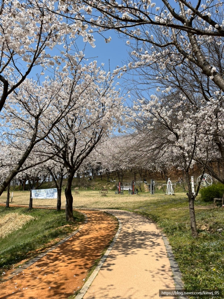  충남 아산 벚꽃 명소 피크닉 하기 좋은 지산공원 유아숲 체험원