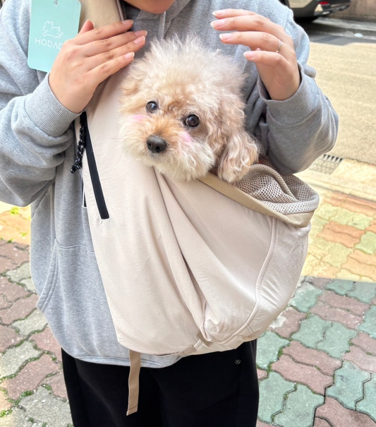  강아지 슬링백 강아지 이동 가방으로 추천하는 호다다
