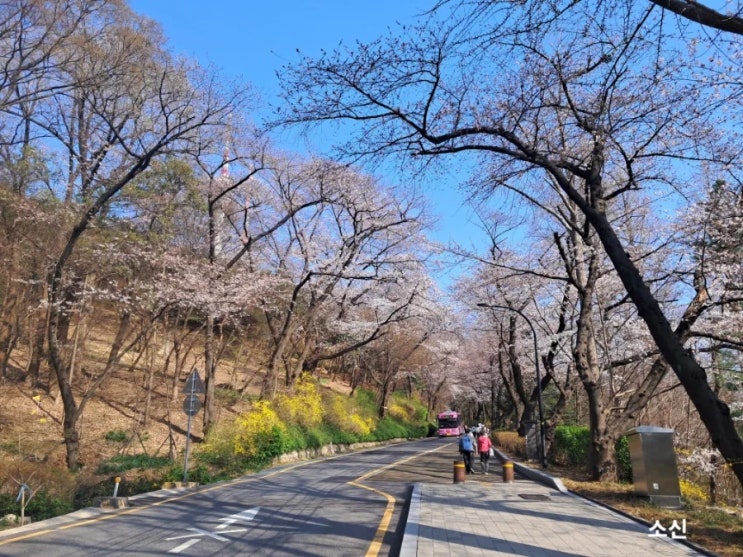 남산 벚꽃길 걸으며_ 공간, 꽃처럼 피어난 하루 남산 벚꽃길 걸으며_ 공간, 꽃처럼 피어난 하루