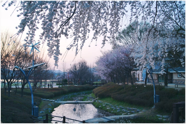  왕송호수_ 의왕 벚꽃명소 거의 피긴 했는데요