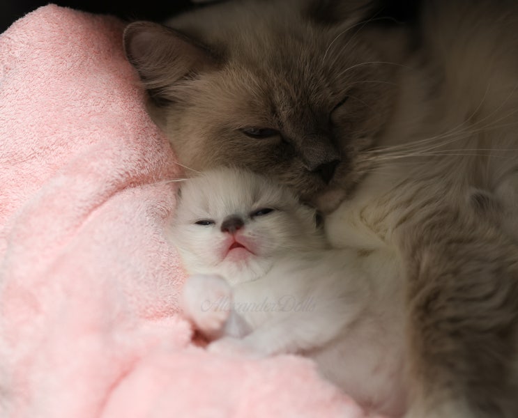  새끼 고양이 돌연사 원인, 페이딩 키튼 신드롬 질병 증상 나타나는 이유