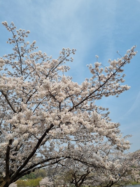  경기도 벚꽃 명소 안산 화랑유원지 가볼만한 곳이에요