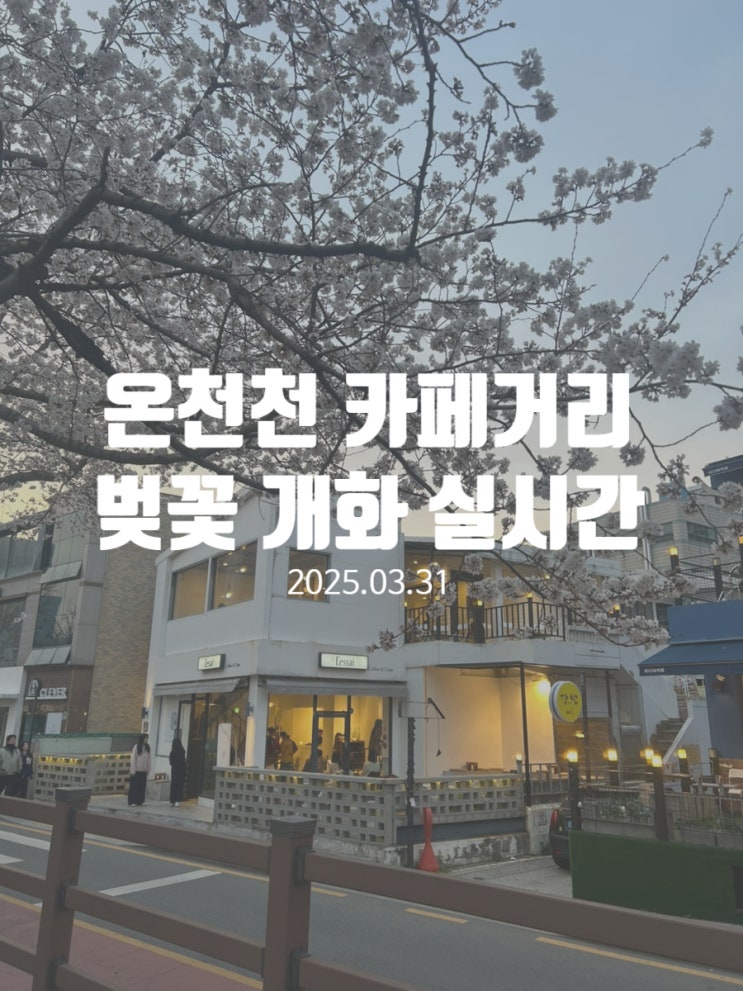  부산 온천천 벚꽃개화 상황 03.31
