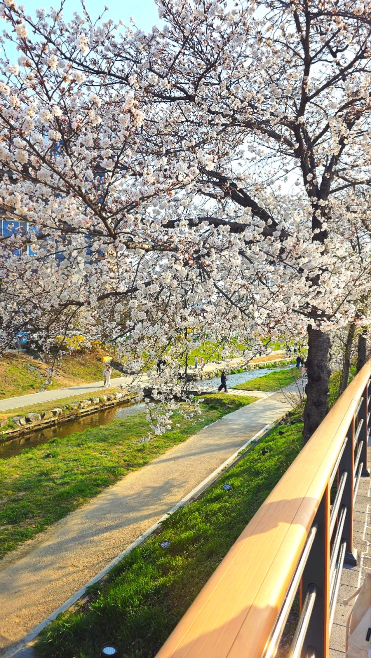 천안 원성천 벚꽃축제 봄봄봄