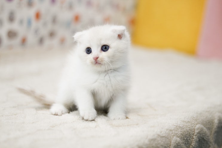  고양이 양치질, 언제부터 어떻게 시작해야 할까요?