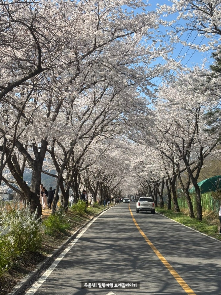  차리마을, 덕신 회야강 울산 벚꽃명소, 울주가볼만한 곳