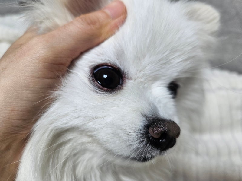 강아지 사시 교정 가능한가요? 증상, 원인, 해결책까지