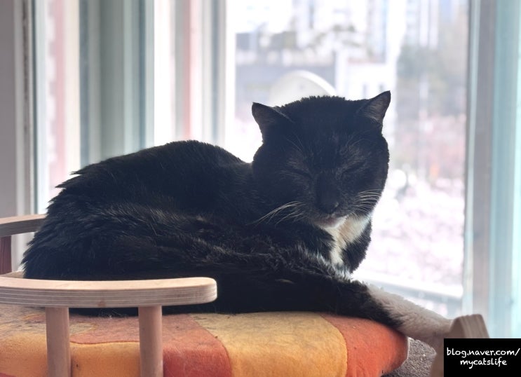  25살 고양이, 기운 좀 나눠주십시오