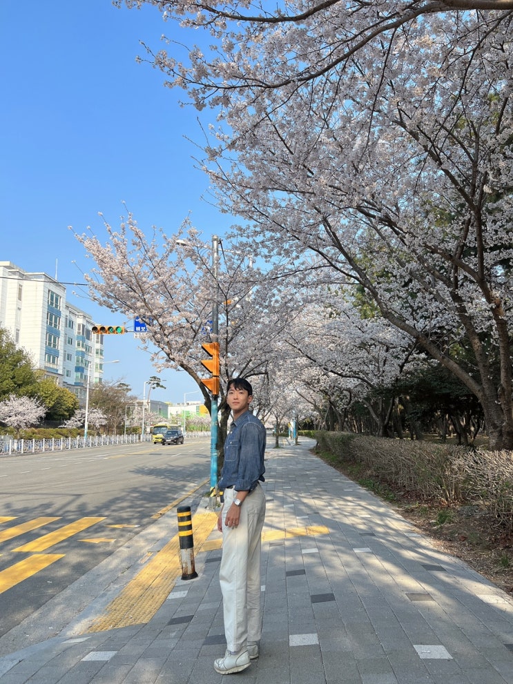  부산 드라이브하기 좋은 명지오션시티 벚꽃명소