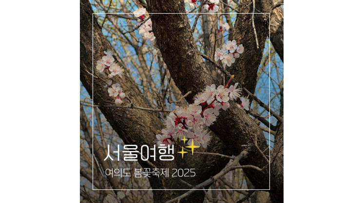  영등포 여의도 봄꽃축제 2025 기본정보 공연 먹거리 서울 실시간 벚꽃 개화율