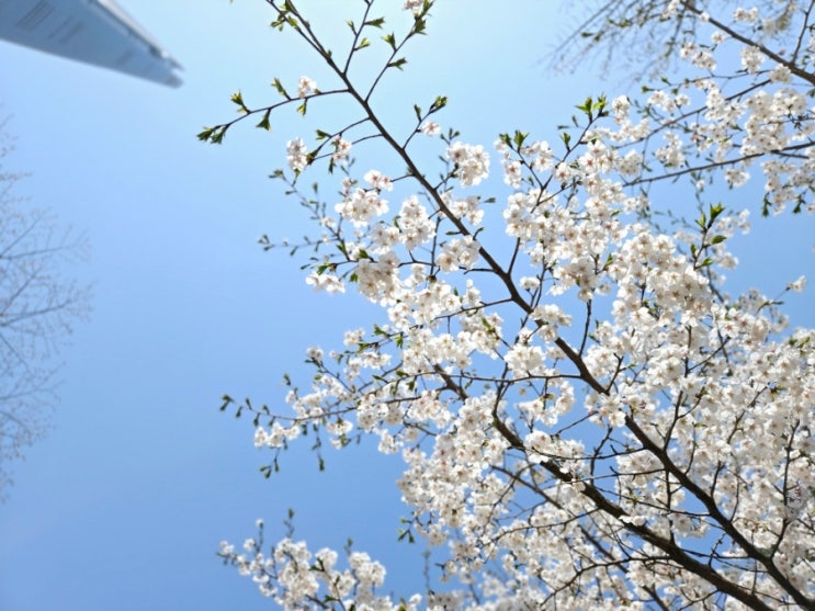  석촌호수 벚꽃축제, 봄날의 낭만을 만나다. 벚꽃개화!